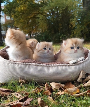  Wunderschöne reinrassige Britisch longhaar kitten mit Stammbaum