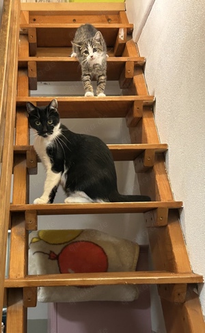 Katzen Mutter ca. 2 Jahre mit Sohn ca. 12 Wochen aus dem Tierschutz 