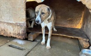 Vorsichtig hält Liana Ausschau Bild 8