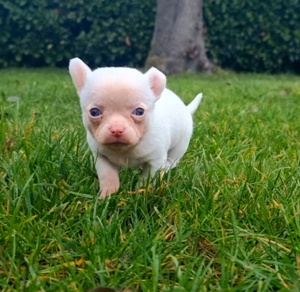 Süße kleine Chihuahuahündin sucht bald ihr für immer zu Hause 