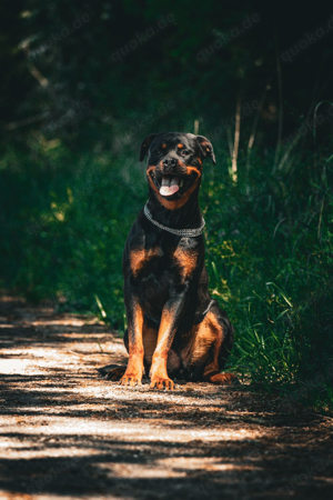 Rottweiler Dame sucht zuhause 