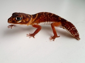 1.0Knopfschwanzgecko(het Patternless)