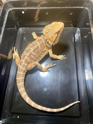 Bartagame (pogona vitticeps) male half orange red NZ Mai 2024