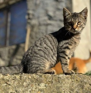 Brownie   ein liebes Katerkind sucht Anschluss