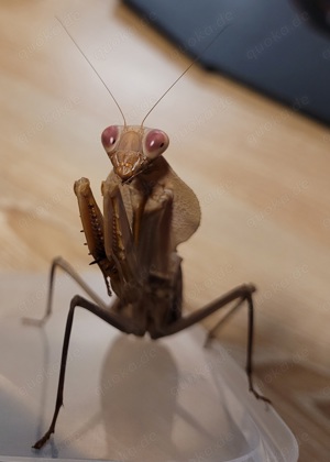 Rhombodera Kyrbyi, Gottesanbeterin, Riesen Mantis, Mantieden