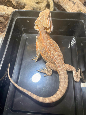 Bartagame (pogona vitticeps) Male half orange red Leatherback NZ Mai 2024