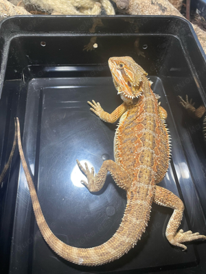 Bartagame (pogona vitticeps) Male half orange red Leatherback NZ Mai 2024