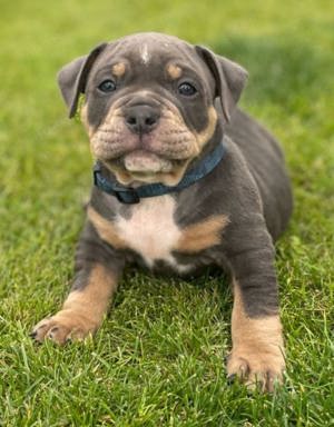 Old Englische Bulldogge 