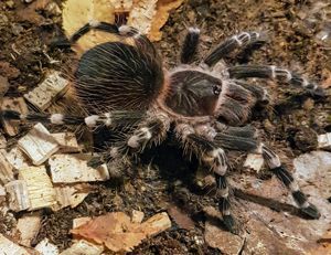 Acanthoscurria geniculata  