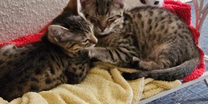 2 Kitten (Geschwister) suchen ein neues Zuhause