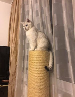 Deckkater - BKH Silver Tabby Shaded - Blutgruppe B Bild 2