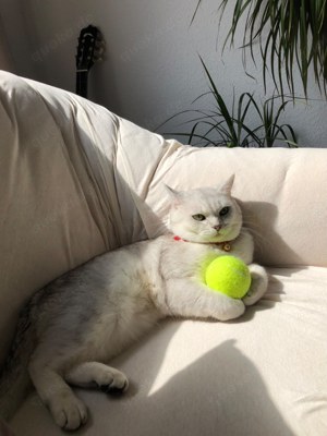 Deckkater - BKH Silver Tabby Shaded - Blutgruppe B Bild 3