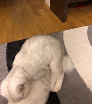 Deckkater - BKH Silver Tabby Shaded - Blutgruppe B Bild 4