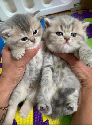 Deckkater - BKH Silver Tabby Shaded - Blutgruppe B Bild 7