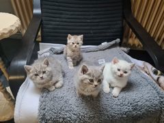 Deckkater - BKH Silver Tabby Shaded - Blutgruppe B Bild 10