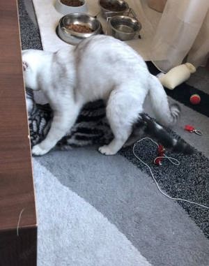 Deckkater - BKH Silver Tabby Shaded - Blutgruppe B Bild 5