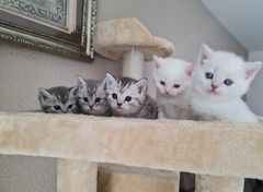 Deckkater - BKH Silver Tabby Shaded - Blutgruppe B Bild 8