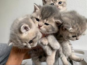 Deckkater - BKH Silver Tabby Shaded - Blutgruppe B Bild 9