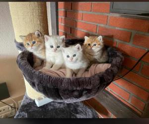 Deckkater - BKH Silver Tabby Shaded - Blutgruppe B Bild 6