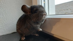 Chinchilla Babys zu verkaufen