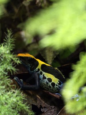 Dendrobates tinctorius Brazilianer Mänchen Pfeilgiftfrosch 