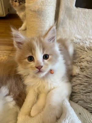 Maine Coon kitten 