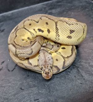 Königspythons adult, subadult, baby NEU