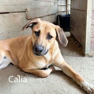 CALIA (geb. 11 2023) sucht ihr Zuhause!