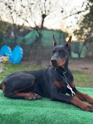 Dobermann Welpe sucht ein neues Zuhause