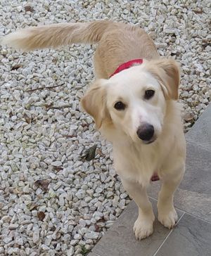  Mini Golden Retriever Mix Hündin 1J 13kg 33cm VIDEO  Ausreise nach Adoption