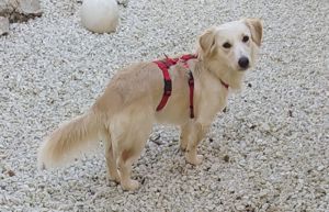 Mini Golden Retriever Hündin 1J 13kg 33cm VIDEO Ausreise nach Adoption