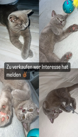 katze zu verkaufen 