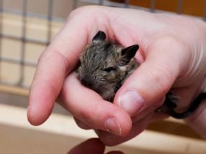 Degu Babys