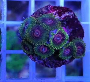 Meerwasser Korallen Zoanthus Grand Master Krakatoa Bild 2