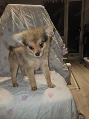 kleine Pomchi dame sucht zuhause