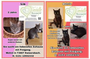 Mehrere Katzen Kater Kätzchen - Alter: ab 6 Monate bis 7 Jahre - von Tierhilfe Tierschutz 