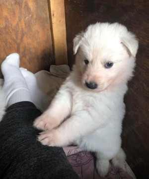 Weiße Schäferhund Welpen mit Papieren. Von der weißen Wolke 