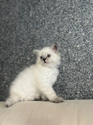 Reinrassige Ragdoll Kitten