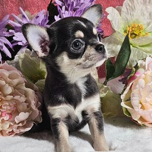 Entzückender Chihuahua-Welpe!! WhatsApp an: 01784247709 