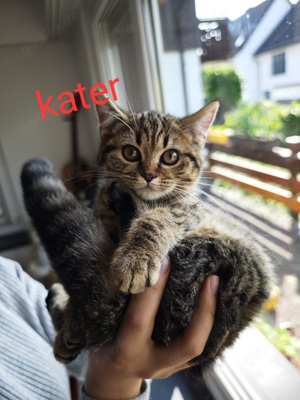 Bkh Babykatze Britische Baby Katzen Sofort Abgeben