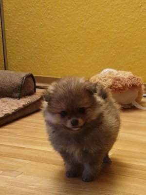 Pomerania Zwergspitz Mini, Reinrassig!