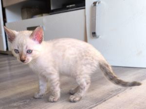 Reinrassige Bengalkitten mit Stammbaum mit Besonderheiten 