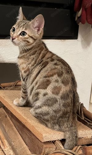 Bengalkatzen, reinrassig und Mix suchen ein neues zuhause