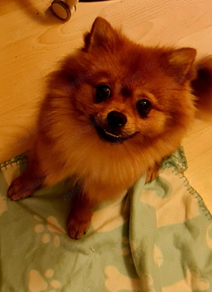 Zwergspitz Pomeranian 