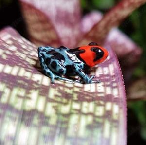 Dendrobates, Epipedobates, Phyllobates und Ranitomeya 