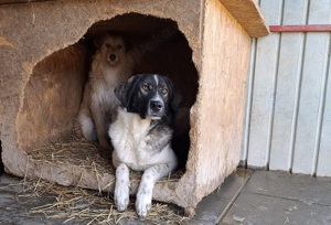 Cheeky, unser agiler und kluger Rüde, sucht Herdenschutz-Fans als Adoptanten. Bild 4