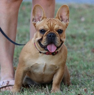 Französische Bulldogge Hündin 9 Monate 