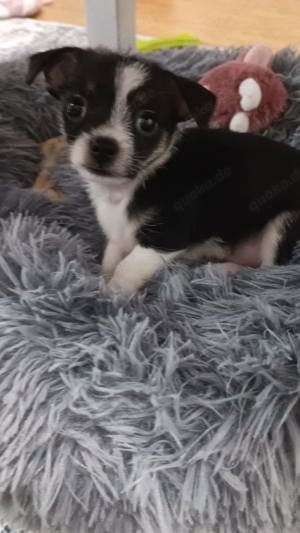 Mini Chihuahua Rüde