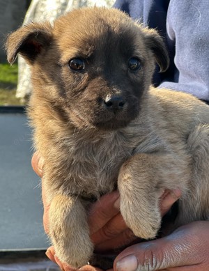 Mariesol ist unser kleiner Teddybär