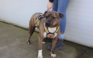 Chihiro sucht ein Zuhause Bild 7